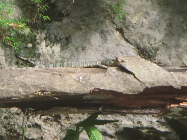 Monitor Lizzard | Semadang Kayaking in Kuching